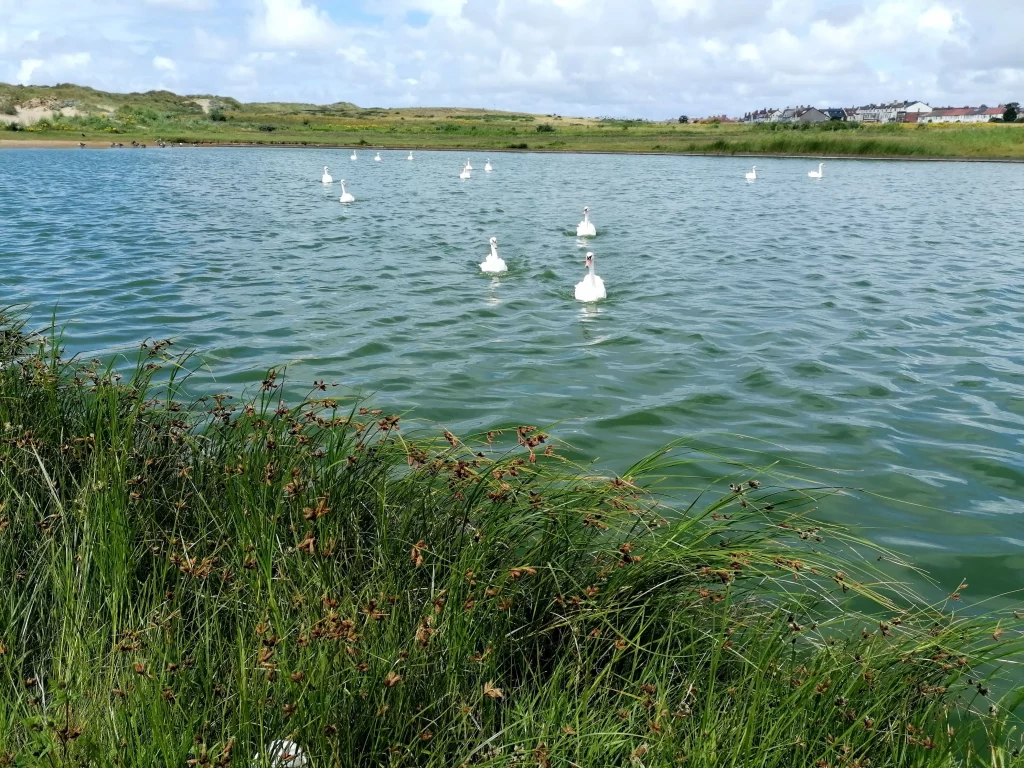 Swans swimming in Crosby Marina